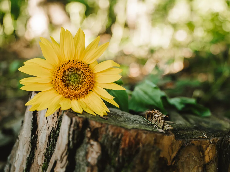 Sonnenblume auf einem Baumstumpf im Wald – Symbol für Wachstum